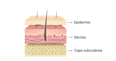 ¿Cuáles son las características de la piel?